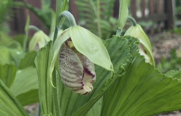 짧은 계절에만 허락된 만남, 광릉요강꽃