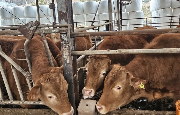 미네랄 블록 국산화 성공…번식률 40↑·수출까지 확대